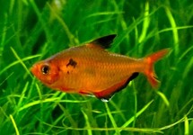 CALLISTUS TETRA