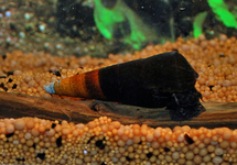 BICOLOR TURMDECKELSCHNECKE