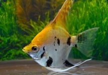 SCALAIRE KOI TÊTE DORÉ