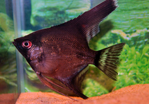 SCALAIRE NOIR