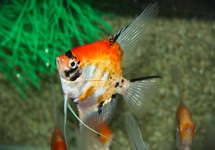 SCALAIRE KOI TÊTE DORÉ