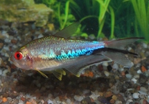 RAINBOW TETRA