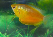 THICK-LIPPED GOURAMI ORANGE