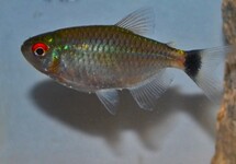 REDEYE TETRA