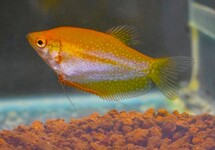 GOURAMI PERLÉ DORÉ