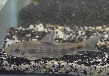 GARRA SPILOTA