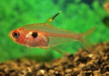 ROTER PHANTOMSALMLER