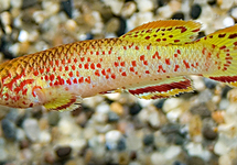 STEEL BLUE KILLIFISH GOLD