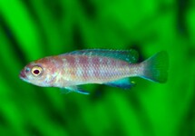 MALAWI CICHLID FLAVUS