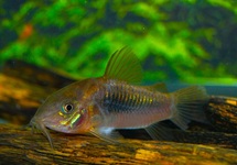 BRONZE CORY