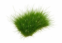 Eleocharis op stalen net