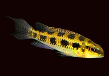 CHECKERBOARD CICHLID COLOMBIA