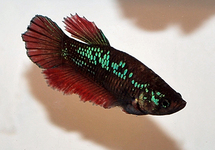 BETTA HALF MOON FEMALE