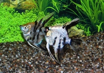 SCALAIRE KOI  DIAMANT