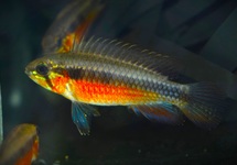 APISTO ELIZABETHAE RED M/L