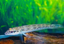 TELEOCICHLA CENTRARCHUS L