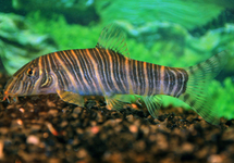 ZEBRA LOACH
