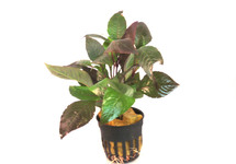 Hygrophila corymbosa in pot (p5)