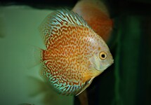 S. AEQUIFASCIATUS SNOW ERUPTION S
