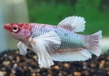 BETTA SP. DUMBO EAR FEMALE M/L