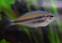 BANDED RAINBOWFISH