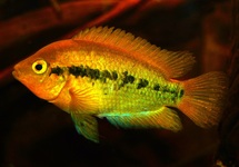 RAINBOW CICHLID