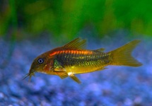 PANZERWELS ORANGE LASER