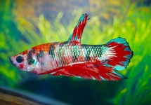 BETTA SP. PLAKAT FANCY MALE L