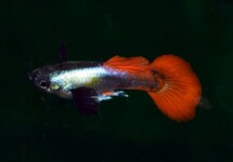 GUP DUMBO EAR PLATINUM RED MALE