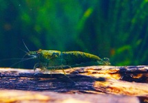 CREVETTE VERT FIRE