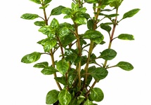 Ludwigia palustris rood in pot (p5)