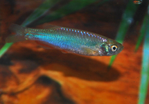 BLAUWE DANIO