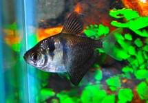 BLACK WIDOW TETRA