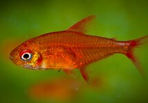 EMBER TETRA 