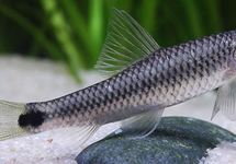 SUCEUR RÉTICULE