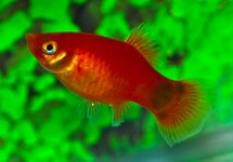 PLATY ROT MICKEY