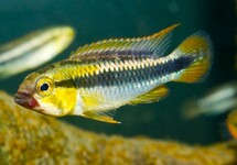 DWERGCICHLIDE ABACAXIS