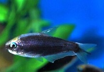 EMPEROR TETRA BLACK