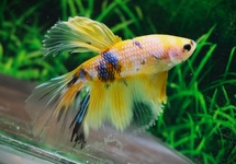COMBATTANT HALFMOON JAUNE GALAXY(MÂLE)