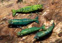 GREEN SHRIMP