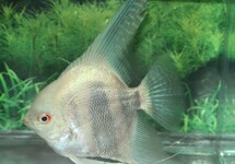 MAANVIS PLATINUM STRIPED