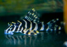 L134 LEOPARD FROG PLECO