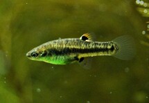 POISSON MOUSTIQUE