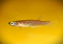 KILLIVIS FORMOSUS