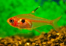 RED PHANTOM TETRA
