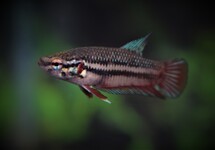 BETTA PLAKAT FEMALE