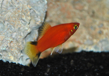 PLATY ROOD VICTORY