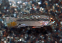 DWARF CICHLID BARLOWI