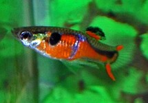 GUPPY ENDLER RED CHEST (M/F)