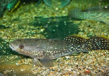 BANDED MOGURNDA